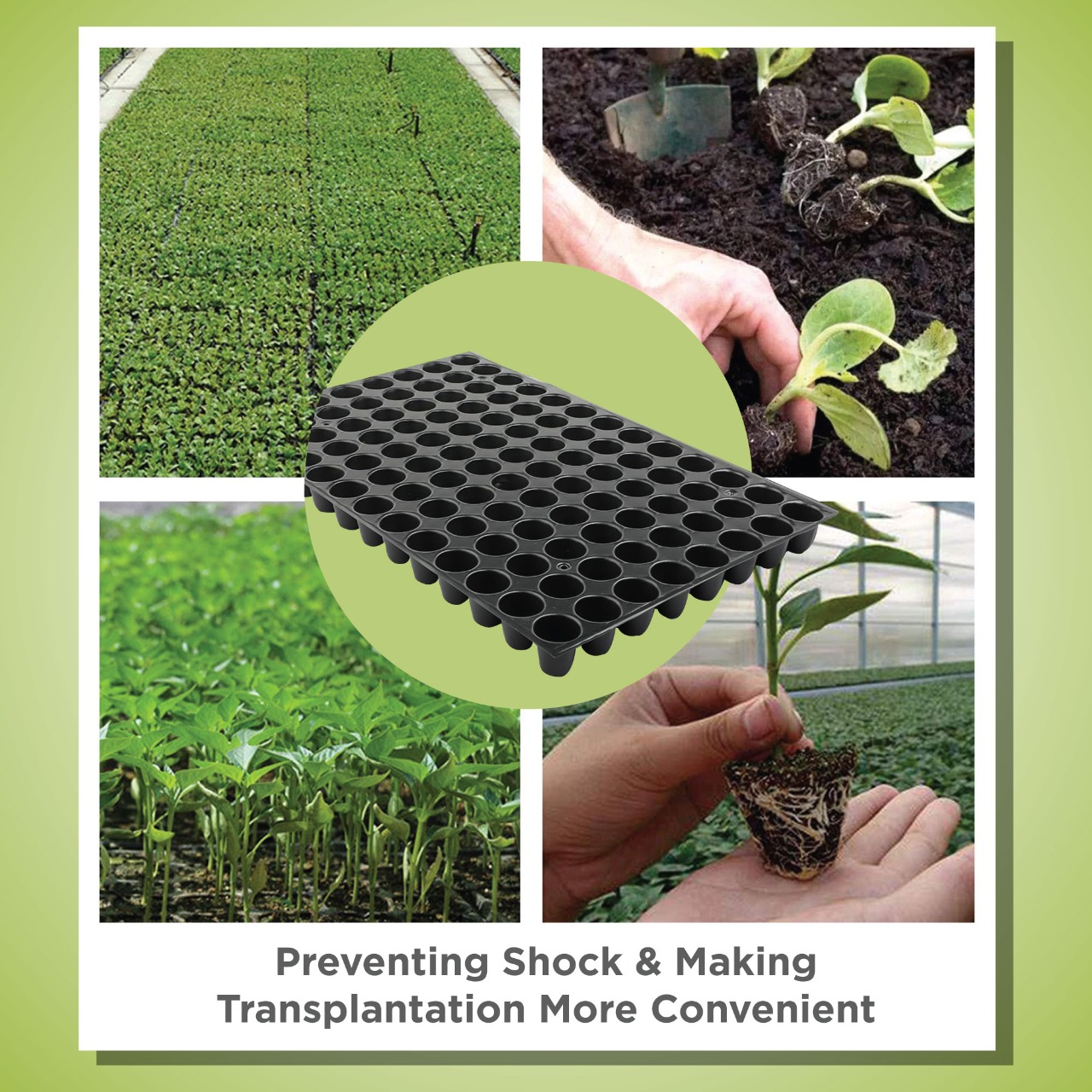 Social media post design for a plant nursery tray for seedling transplantation